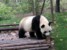 panda mama