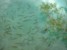 pstrągi, trocie lub klenie - kto by tam rozeznał