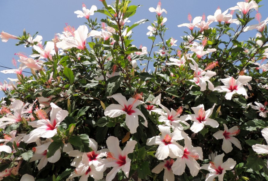 Crete Agios Nikolaos, blooming hibiscus