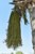 palma orzechowa