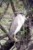 Ślepowron zwyczajny (Nycticorax nycticorax)