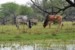 Zebu indyjskie (Bos indicus)