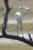 Czapla czarnonoga (Ardea intermedia)
