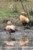 Kazarka rdzawa (Tadorna ferruginea)
