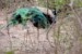 Paw indyjski (Pavo cristatus)