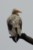 Ścierwnik (Egyptian vulture)