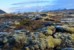 Skeggi, islandzka tundra