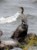 kormoran etiopski