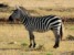 zebra stepowa