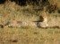 gepard