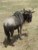 samiec gnu