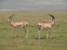 antylopy Impala