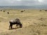 pasące się gnu