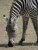 zebra stepowa