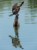 kormoran