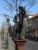 dzikus