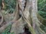 ceiba