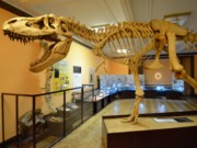Tarbosaurus bataar