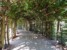 pergola