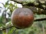 chrysophyllum cainito