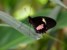 parides