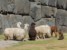 cusco zdjęcia - panie są zaniepokojone