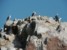 paracas ballestas foto - głuptaki peruwiańskie