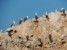 paracas ballestas fotki - wygrzewające się w słońcu głuptaki
