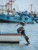 fotki paracas ballestas - w oczekiwaniu na resztki