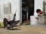 paracas ballestas foto - Kormoran czarny - podziel się posiłkiem