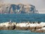 paracas ballestas fotki - ptasie królestwo
