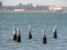 paracas ballestas fotki - leniwe popołudnie