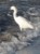 paracas ballestas zdjęcia - czapla nadobna