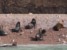 zdjęcia z paracas ballestas - lwy morskie wypoczywające na plaży