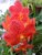 Orchidea