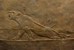Pałac w Niniwie, relief przedstawiający ranną lwicę (650 r. p.n.e.)
