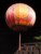 lampion